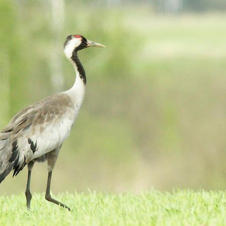 Pokoje Goscinne "Tak Lubisz" Gardna Wielka Eksteriør bilde